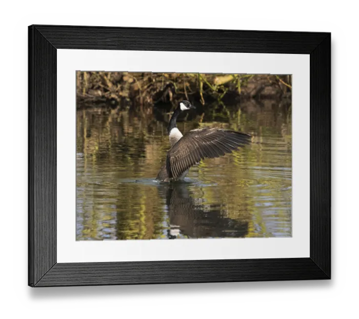 Framed Print : Canada Goose (Branta canadensis)