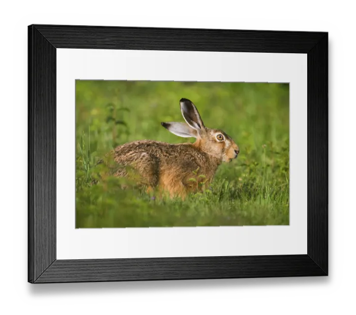 Framed Print : European Hare (Lepus europaeus)