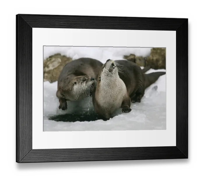 Framed Print : Canadian Otter at icehole (Lutra canadensis) Framed Print : Canadian Otter at icehole (Lutra canadensis)
