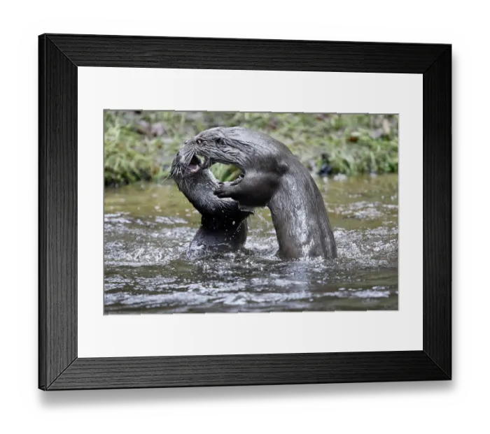 Framed Print : European River Otter (Lutra lutra)