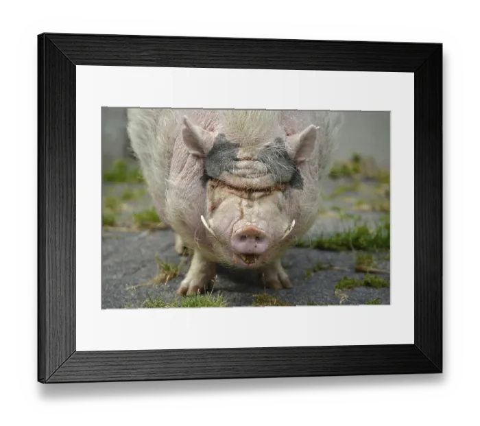 Framed Print : Goettingen mini pig