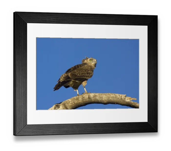Framed Print : Black-chested Snake-eagle (Circaetus pectoralis)