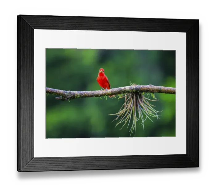 Framed Print : Summer cardinal (Piranga rubra) Framed Print : Summer cardinal (Piranga rubra)