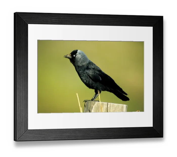 Framed Print : Jackdaw (Corvus monedula) sitting on a pole