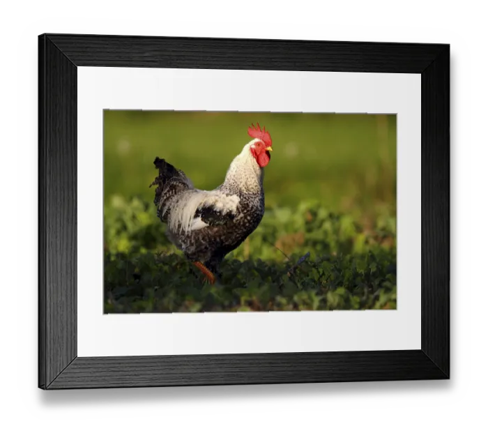 Framed Print : Domestic chicken (Gallus gallus domesticus)