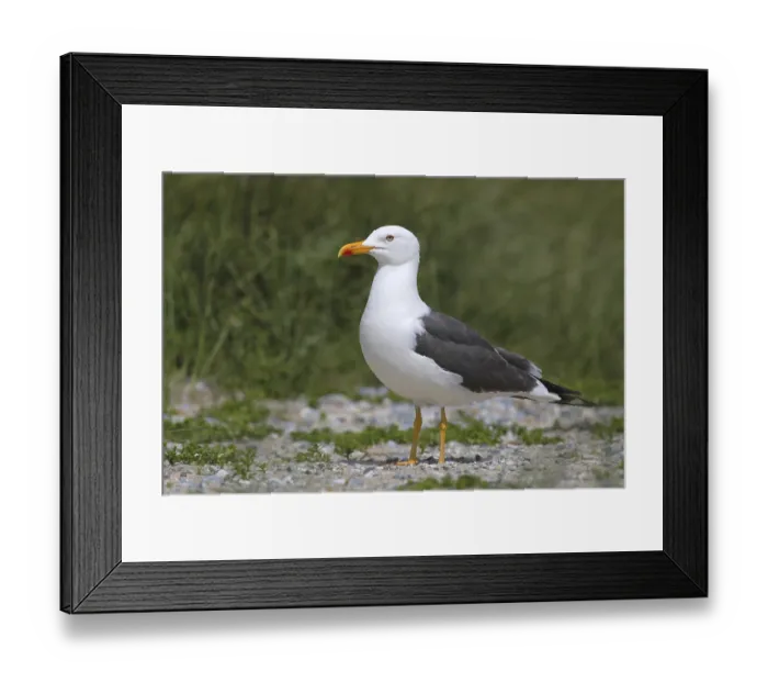 Framed Print : Lesser black-backed gull (Larus fuscus)