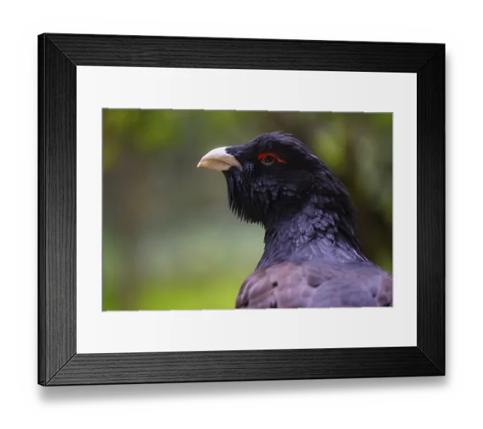 Framed Print : Western capercaillie (Tetrao urogallus)