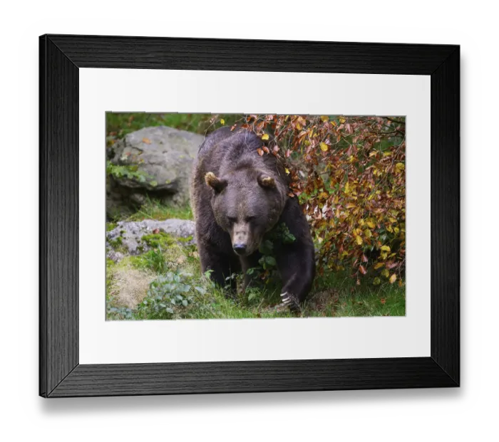 Framed Print : Brown bear (Ursus arctos) running across a meadow