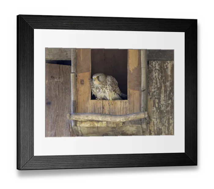 Framed Print : Common kestrel (Falco tinnunculus) female sitting at the entrance of the breeding box Framed Print : Common kestrel (Falco tinnunculus) female sitting at the entrance of the breeding box