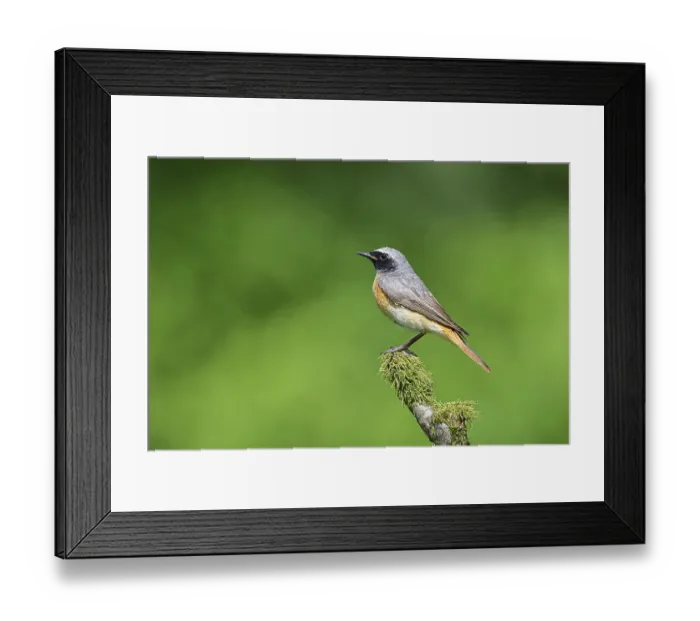 Framed Print : Redstart (Phoenicurus phoenicurus)