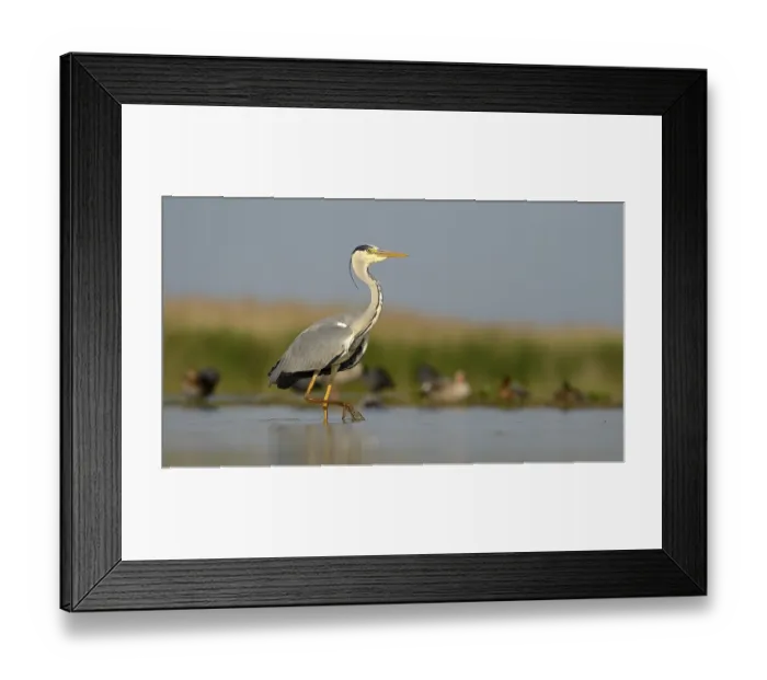 Framed Print : Grey Heron (Ardea cinerea), adult bird foraging for food