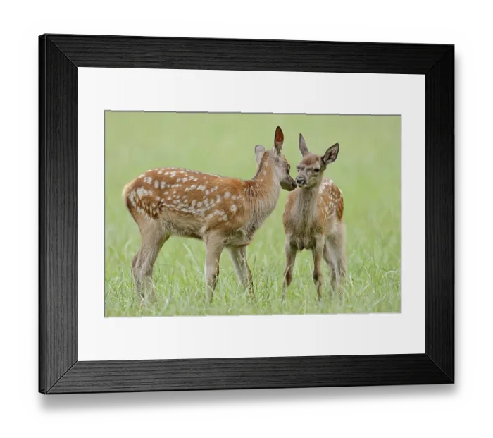 Framed Print : Red deer (Cervus elaphus), young animals Framed Print : Red deer (Cervus elaphus), young animals