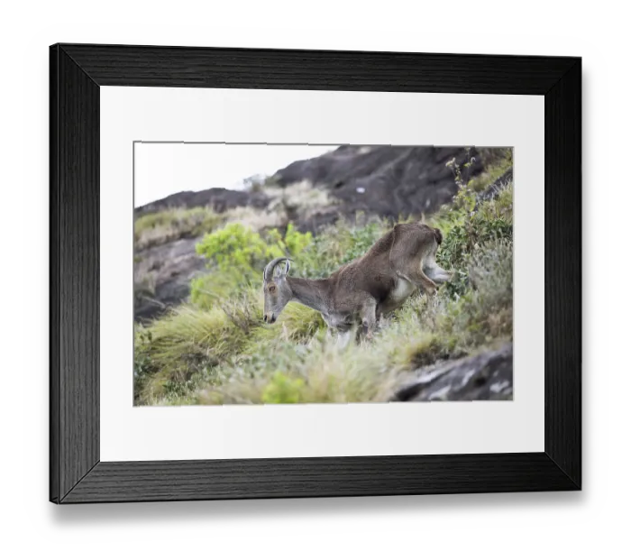 Framed Print : Nilgiri tahr (Nilgiritragus hylocrius) Framed Print : Nilgiri tahr (Nilgiritragus hylocrius)