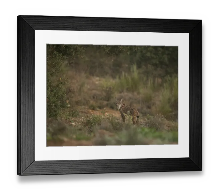 Framed Print : Pardell Lynx female, Iberian Lynx (Lynx pardinus)