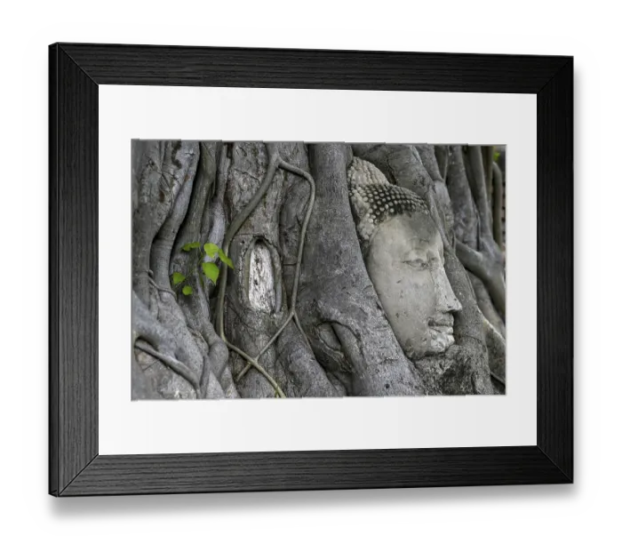 Framed Print : Sandstone Buddha head at the foot of a Bodhi tree in Wat Mahathat