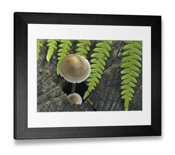Framed Print : Common bonnet (mycena), toque, rosy-gill fairy helmet (Mycena galericulata) growing on tree trunk in autumn forest