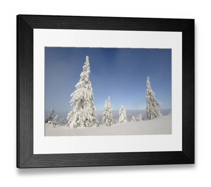 Framed Print : Snow-covered trees on the ridge of Mt