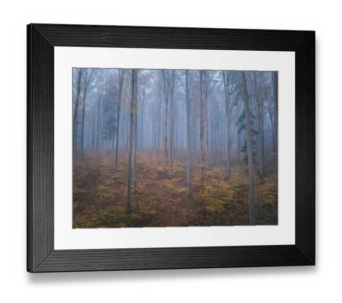 Framed Print : Foggy autumn forest with tall bare trees and orange leaves on the ground Framed Print : Foggy autumn forest with tall bare trees and orange leaves on the ground