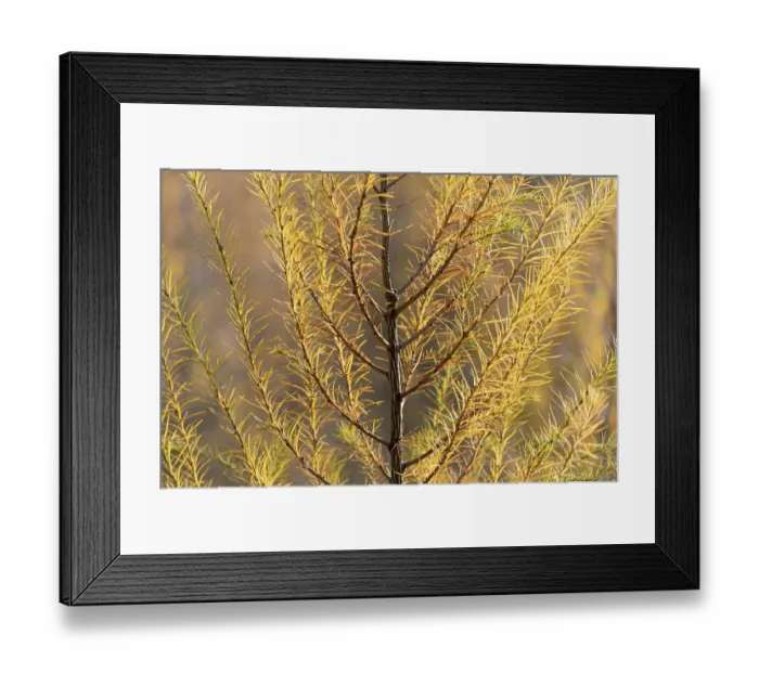 Framed Print : European larch (Larix decidua)