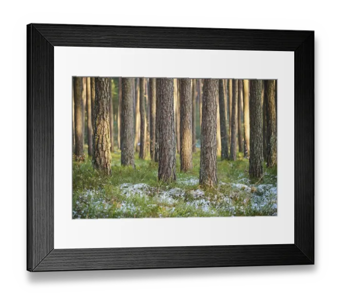 Framed Print : Scots pine (Pinus sylvestris) tree trunks