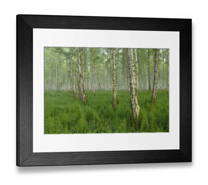 Framed Print : Forest of Downy Birch or White Birch (Betula pubescens) in a light mist Framed Print : Forest of Downy Birch or White Birch (Betula pubescens) in a light mist