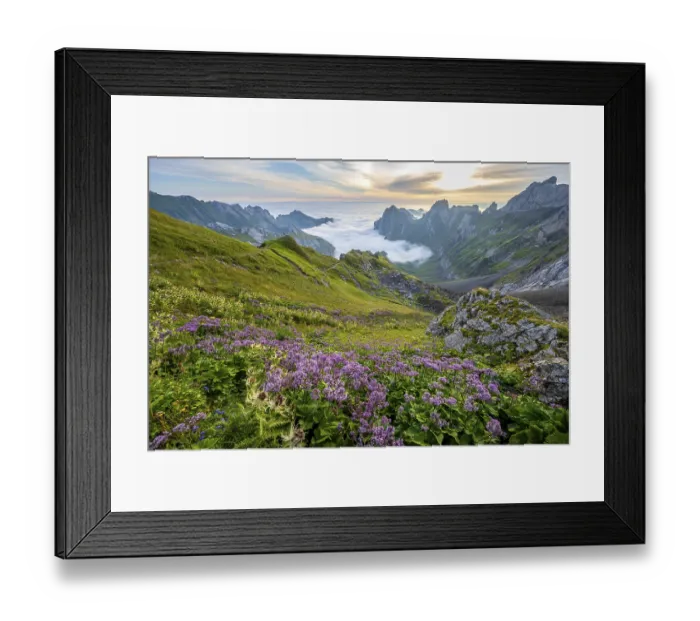 Framed Print : Purple flowers on a mountain meadow