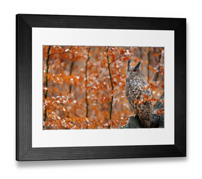 Framed Print : Eurasian Eagle Owl, Bubo Bubo, sitting tree trunk