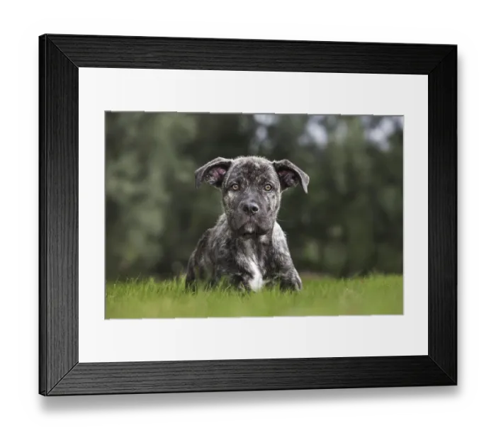 Framed Print : Crossbreed of Cane corso Italiano with Mastino napoletano