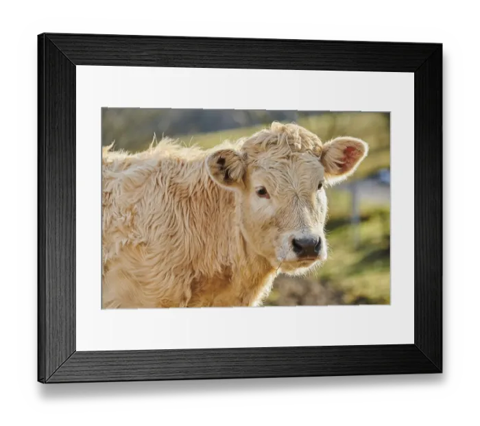 Framed Print : European cattle (Bos primigenius taurus) Framed Print : European cattle (Bos primigenius taurus)
