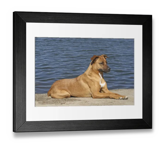 Framed Print : Malinois hybrid lying at to a lake Framed Print : Malinois hybrid lying at to a lake