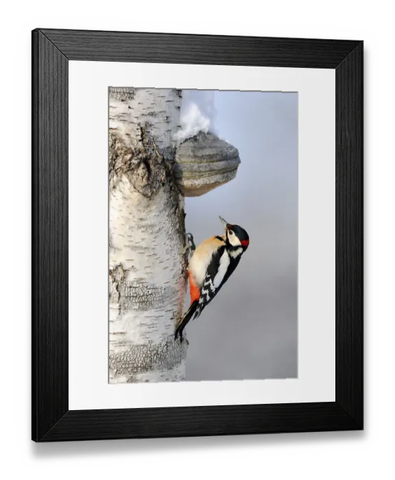 Framed Print : Great Spotted Woodpecker (Dendrocopos major)