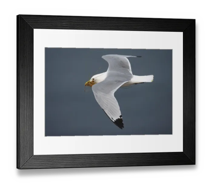 Framed Print : Black-legged Kittiwake (Rissa tridactyla) flying