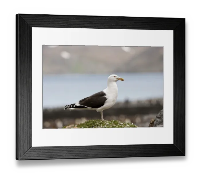 Framed Print : Kelp Gull (Larus dominicanus), St Framed Print : Kelp Gull (Larus dominicanus), St