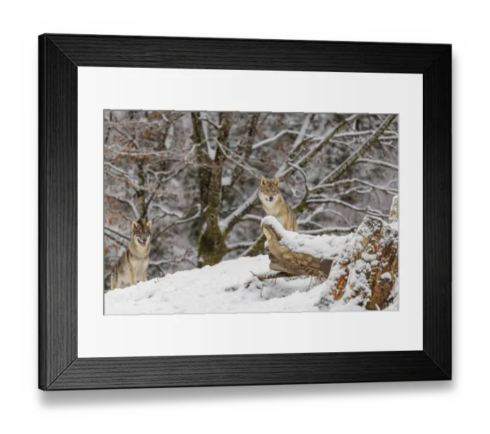 Framed Print : Two grey wolves (Canis lupus lupus) stand on a snow-covered hill behind a fallen tree on a cold Framed Print : Two grey wolves (Canis lupus lupus) stand on a snow-covered hill behind a fallen tree on a cold