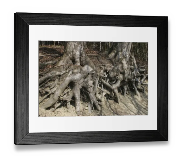 Framed Print : Exposed roots of a European- or Common Beech (Fagus sylvatica)