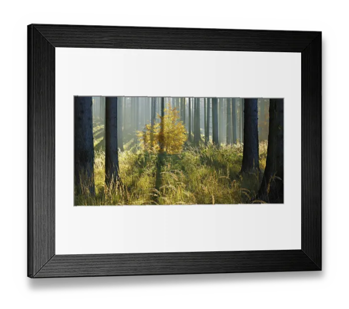 Framed Print : Sunny spruce forest in autumn, eastern Harz foreland Framed Print : Sunny spruce forest in autumn, eastern Harz foreland