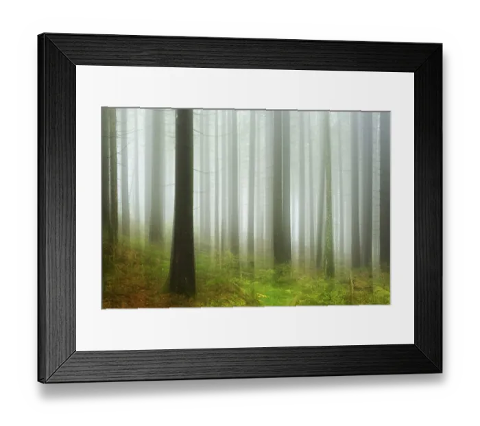 Framed Print : Spruce forest with fog in Harz National Park