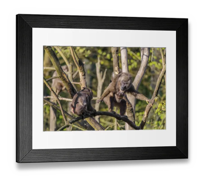 Framed Print : An adult female mandrill (Mandrillus leucophaeus) is standing with her baby high up in a tree on a branch