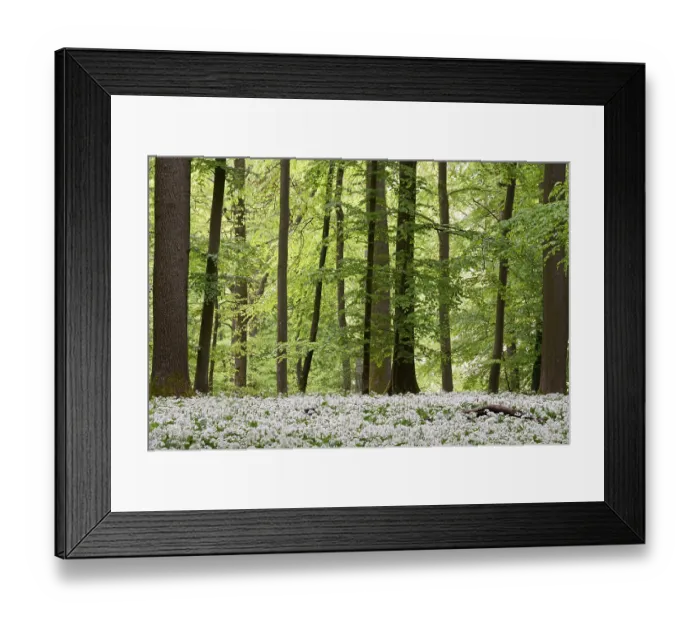 Framed Print : Deciduous forest with flowering wild garlic (Allium ursinum)