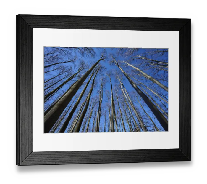 Framed Print : Beech forest, treetops, Kahl, sky