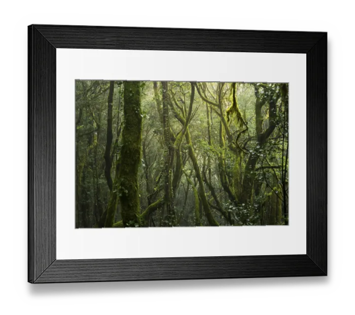 Framed Print : Laurel trees with mosses and lichens