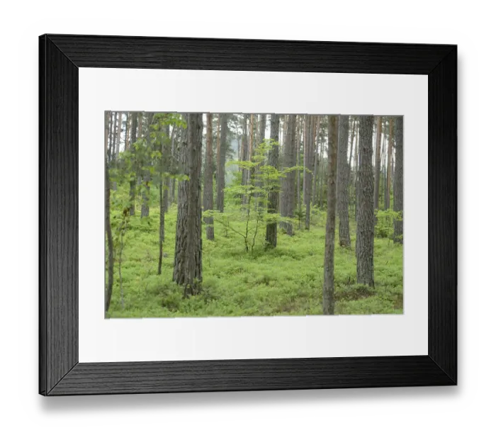 Framed Print : Landscape of a Scots pine (Pinus sylvestris) forest in spring Framed Print : Landscape of a Scots pine (Pinus sylvestris) forest in spring