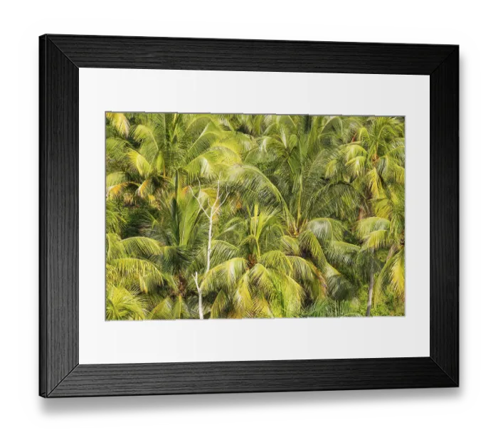Framed Print : Coconut palm (Cocos nucifera) near Baracoa