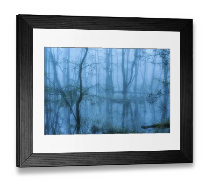 Framed Print : Flooded alder swamp on the shore of Lake Duemmer Framed Print : Flooded alder swamp on the shore of Lake Duemmer