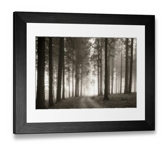 Framed Print : Forest with forest path in the morning mist in autumn