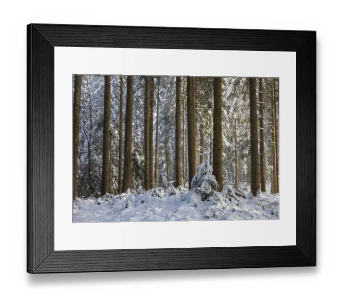 Framed Print : Snow-covered spruce forest, winter Framed Print : Snow-covered spruce forest, winter