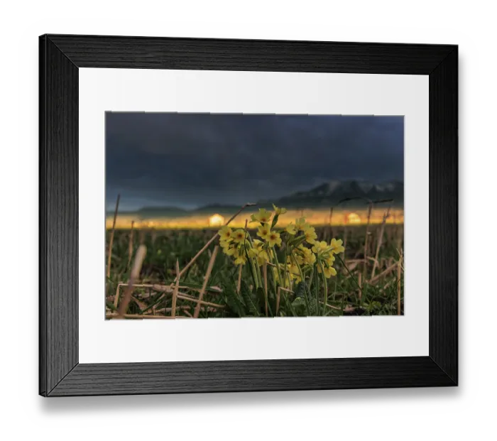 Framed Print : Common cowslip (Primula veris) in a meadow in front of a mountain landscape