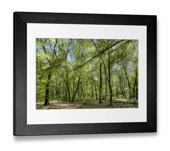 Framed Print : Beech forest beeches (Fagus) trees deciduous trees sprout leaves in green mixed deciduous forest in May spring Framed Print : Beech forest beeches (Fagus) trees deciduous trees sprout leaves in green mixed deciduous forest in May spring