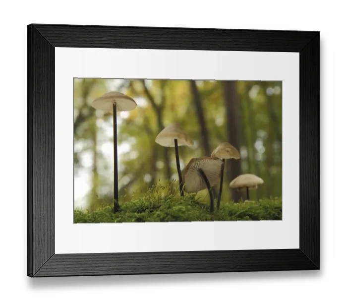 Framed Print : Long-stemmed garlic swallow, Stringy-stemmed garlic swallow Framed Print : Long-stemmed garlic swallow, Stringy-stemmed garlic swallow