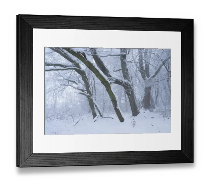 Framed Print : Snow-covered beech forest in the fog Framed Print : Snow-covered beech forest in the fog